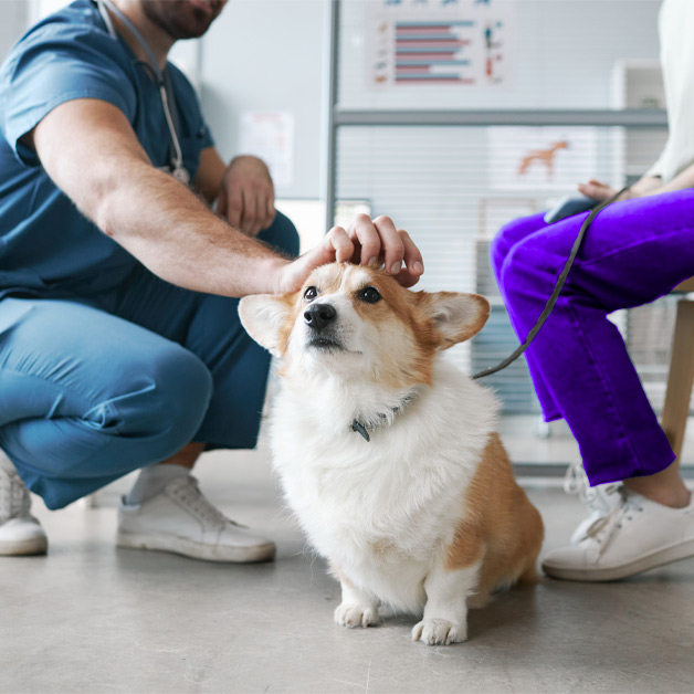 iki-assurances-top-des-maladies-les-plus-repandues-chez-les-chiens