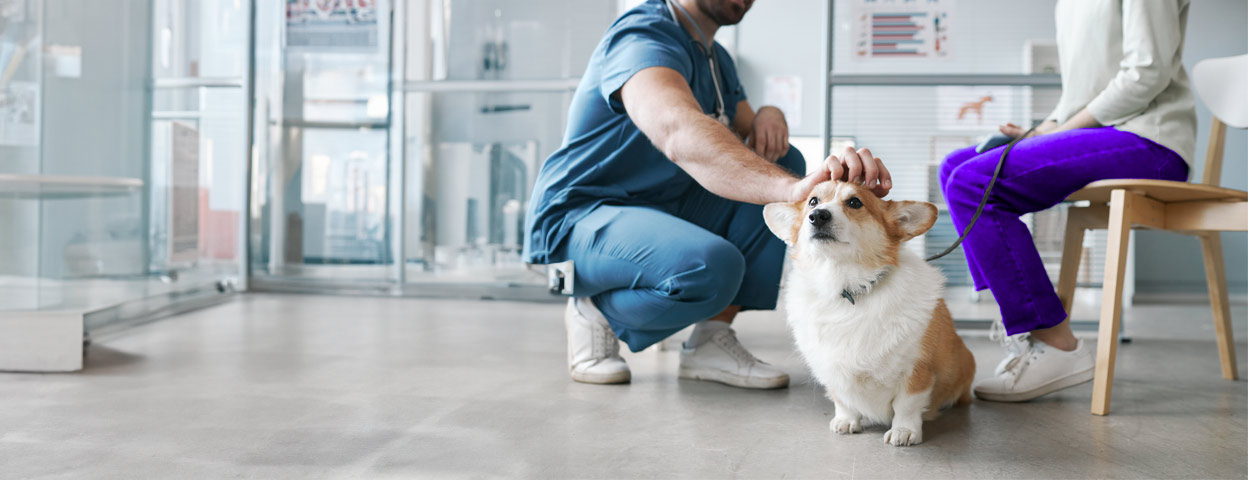 iki-assurances-top-des-maladies-les-plus-repandues-chez-les-chiens