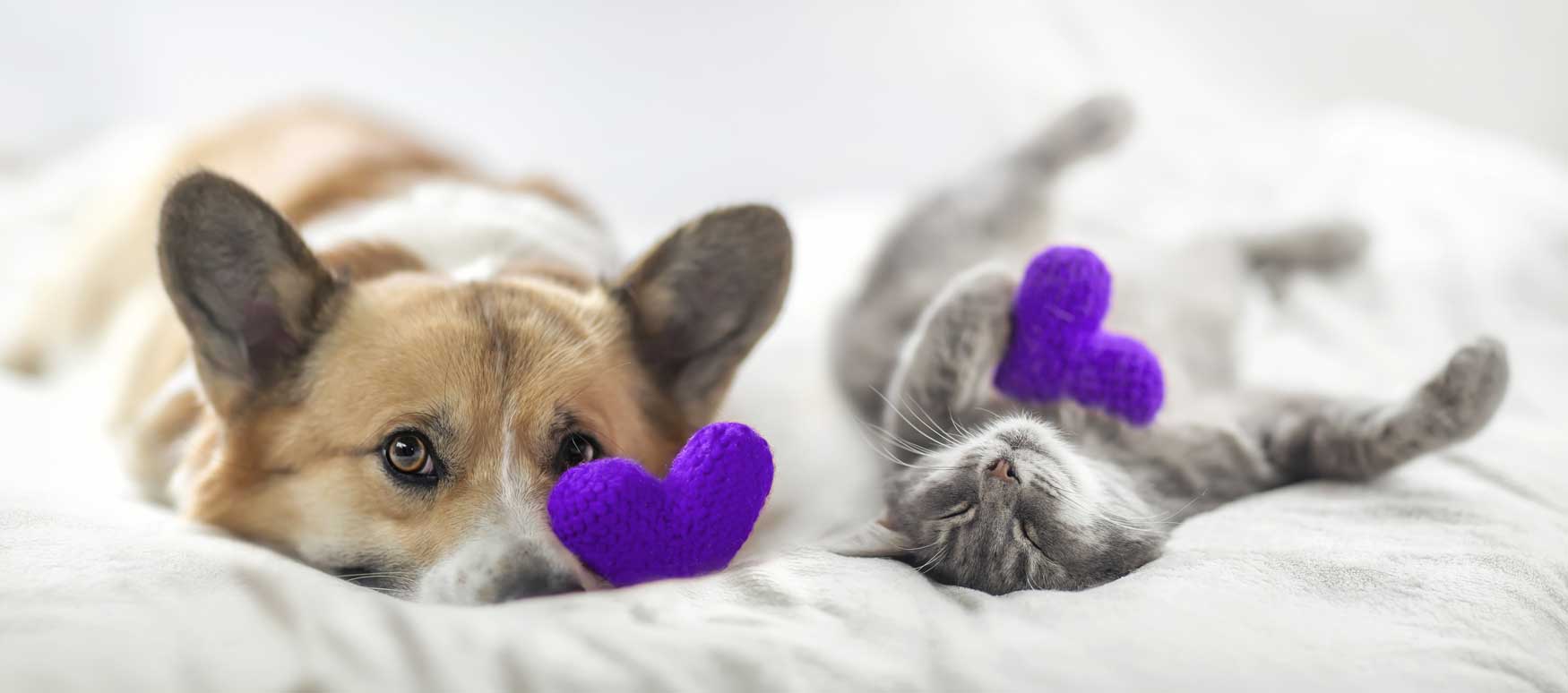 chat-mutuelle-sante