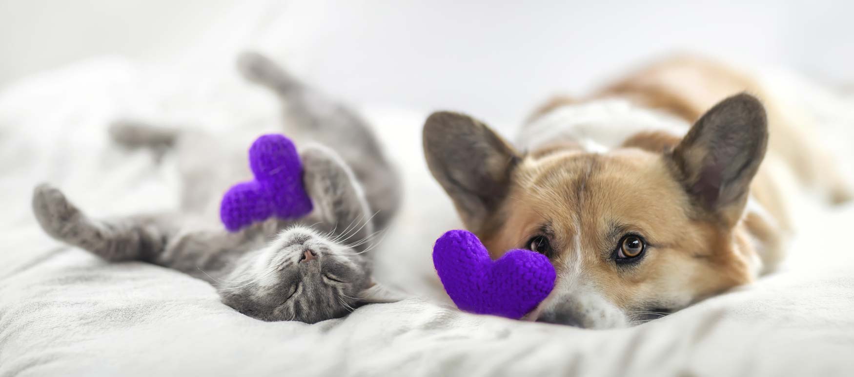 chien-mutuelle-sante-coeur