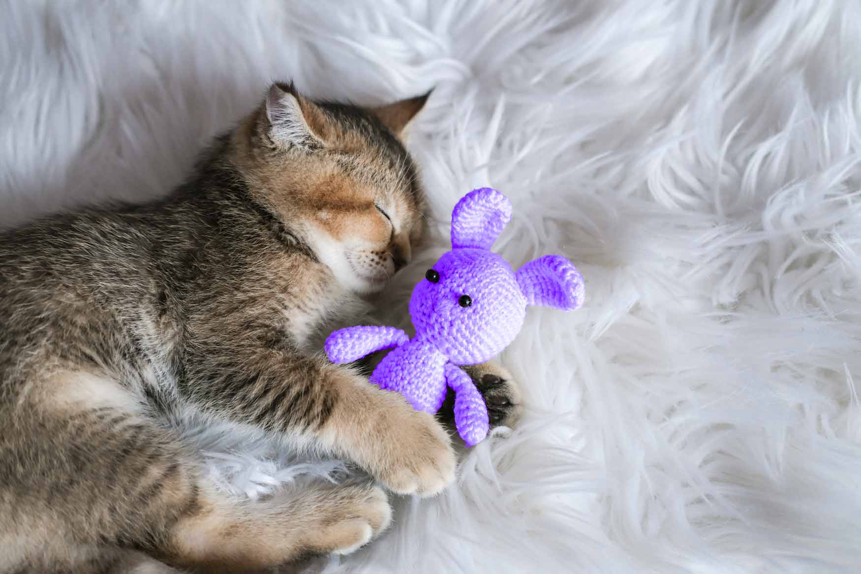 utilite-assurance-animaux