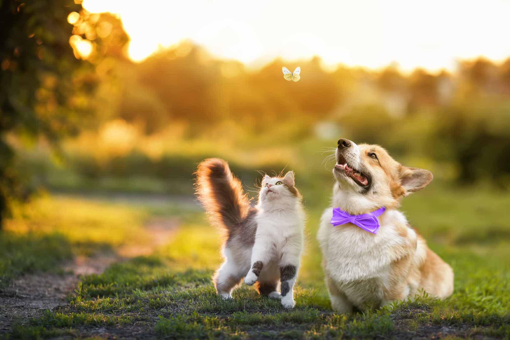 guide-de-l-assurance-pour-animaux-iki-assurances