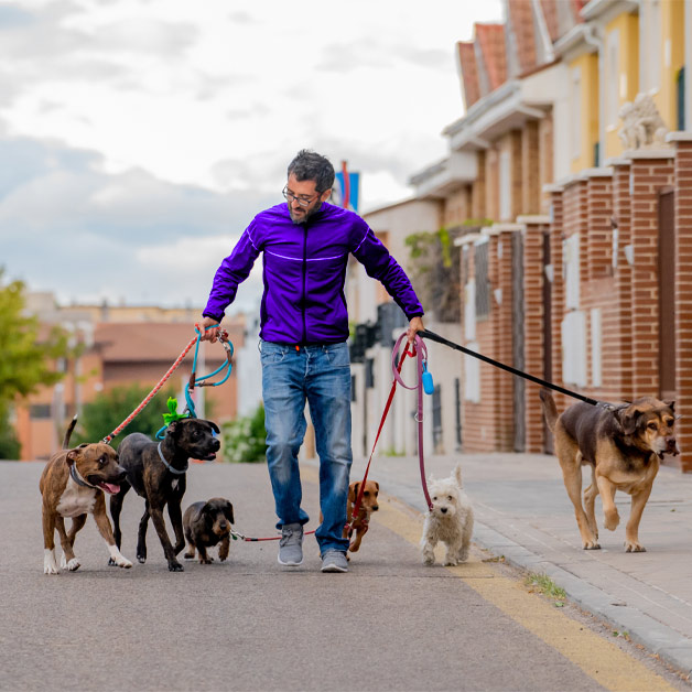 comment-faire-garder-mon-chien-si-je-suis-hospitalise