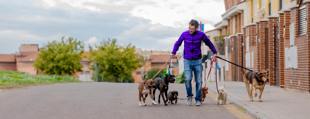 comment-faire-garder-mon-chien-si-je-suis-hospitalise