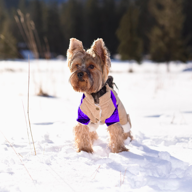 comment-proteger-son-chien-du-froid-en-hiver