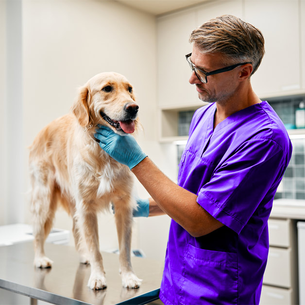 comment-reduire-les-frais-veterinaires