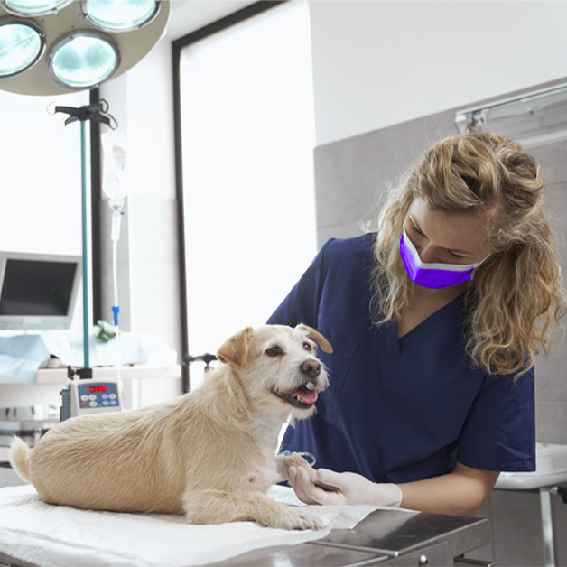 sterilisation-des-chiens-assurance-sante-et-prise-en-charge