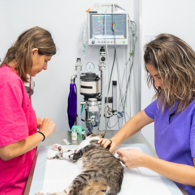 journee-internationale-de-la-sterilisation-des-animaux