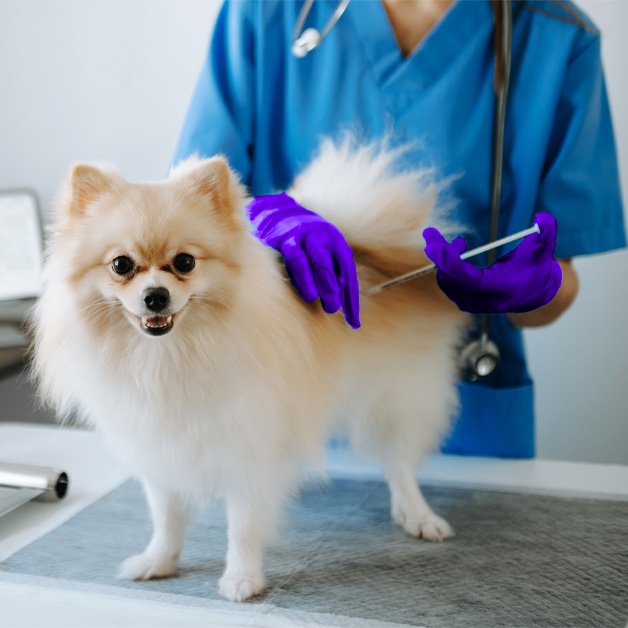 les-vaccins-pour-les-animaux-domestiques-sont-ils-rembourses