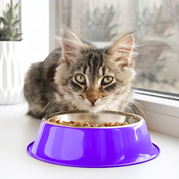 peut-on-souscrire-une-mutuelle-pour-chat-age