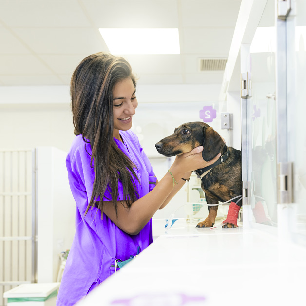 le-cout-moyen-d-une-hospitalisation-pour-un-chien-chat