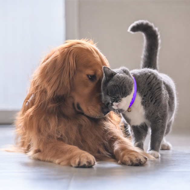 quel-est-le-prix-pour-une-assurance-animaux