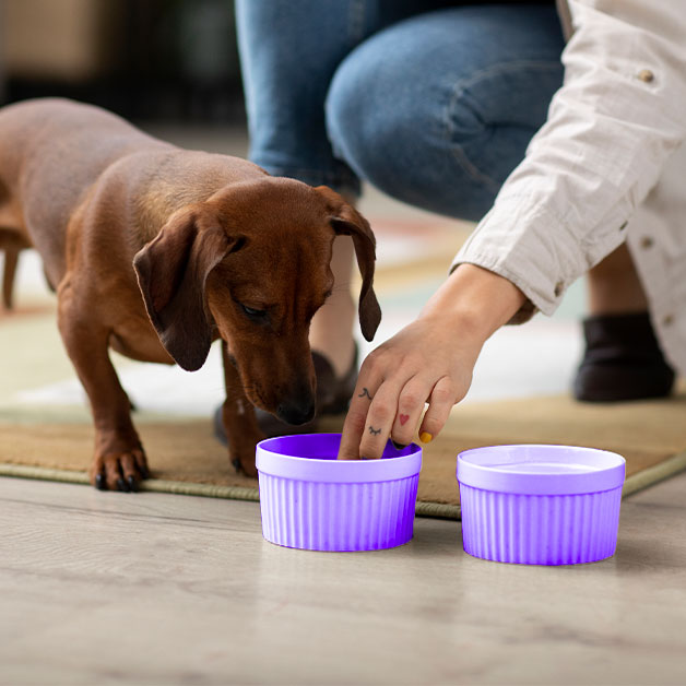 quels-sont-les-produits-alimentaires-a-eviter-pour-les-animaux-de-compagnie