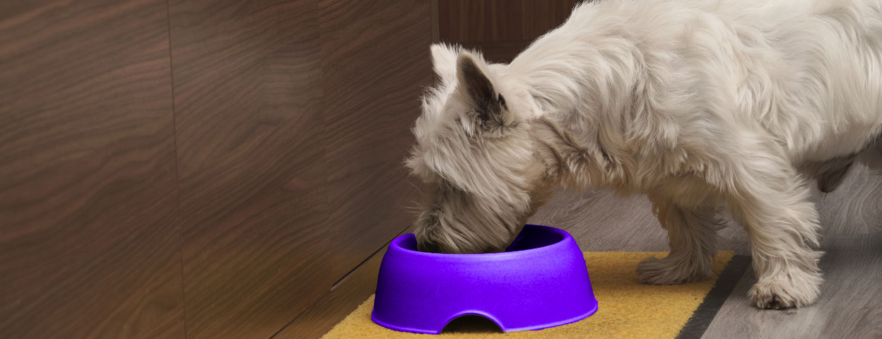quels-sont-les-produits-alimentaires-a-eviter-pour-les-chiens