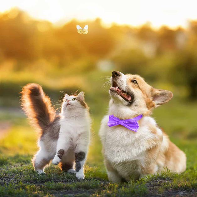 assurance-animaux-chien-chat