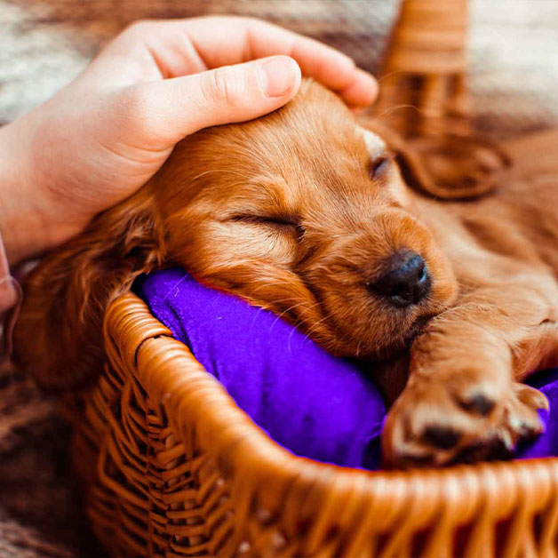 conseil-choisir-assurance-animaux-chien-chat