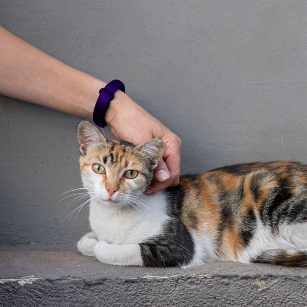 canicule-et-animaux-nos-conseils