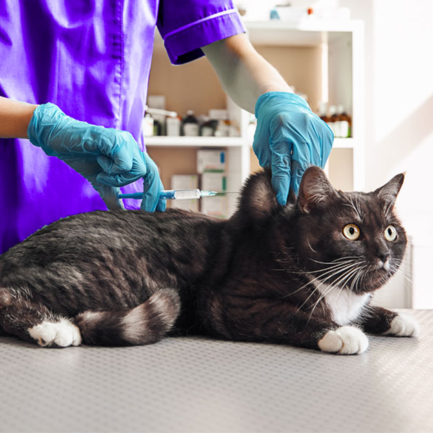 insuffisance-renale-comment-soigner-mon-chat