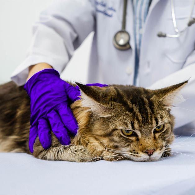 les-infections-urinaires-chez-les-chats