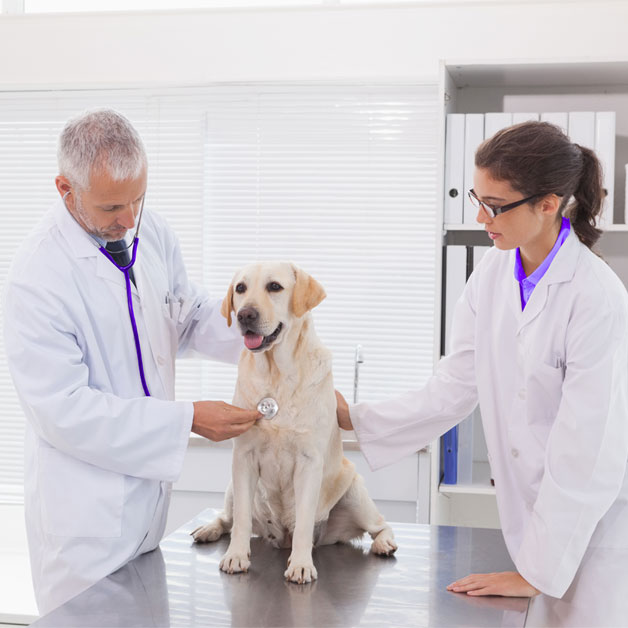 mon-chien-a-une-dysplasie-de-la-hanche-que-faire