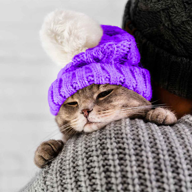 pourquoi-prendre-assurance-chat