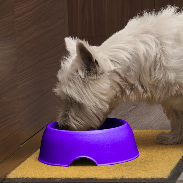 quels-sont-les-produits-alimentaires-a-eviter-pour-les-chiens