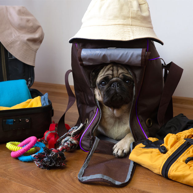 voyage-en-avion-comment-preparer-des-vacances-avec-un-animal